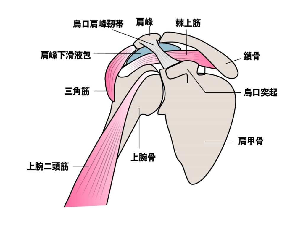 肩の構造　筋肉と骨の関係性が描かれている絵　