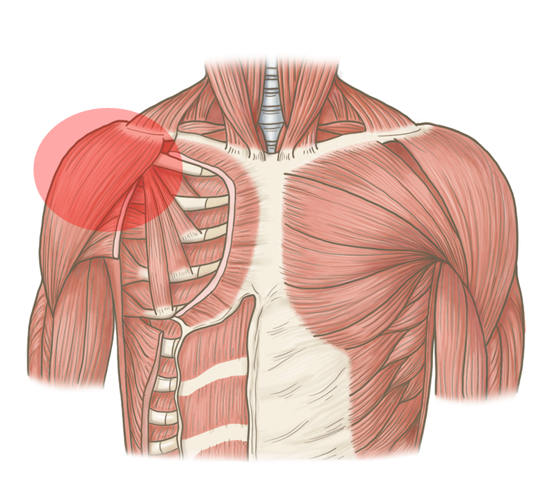 体の前面の筋肉の構造と傷めいている肩の画像