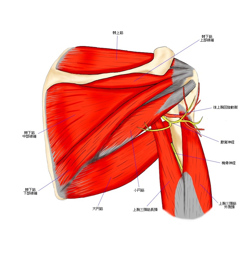 肩の筋肉と神経の関係性が描かれている絵