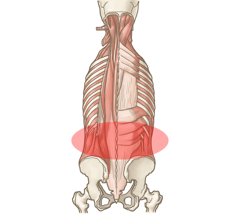 体の背面の筋肉の構造と痛めている腰の画像