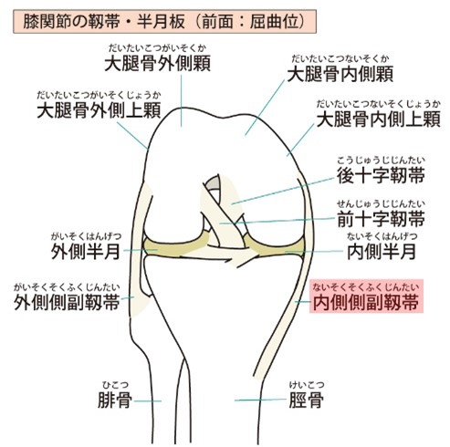 膝を構成する靭帯と半月板の画像における内側側副靭帯について