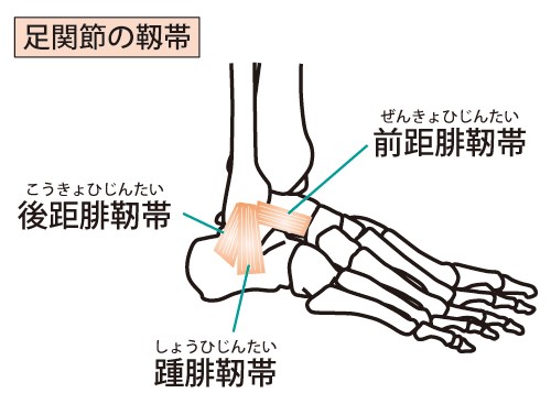 足関節を構成する靭帯の前距腓靭帯と後距腓靭帯と踵腓靭帯の説明の画像