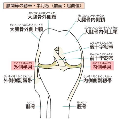 膝を構成する靭帯と半月板の構成