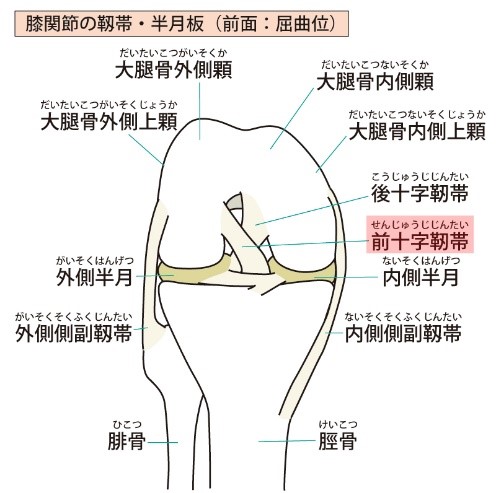 膝を構成する靭帯と半月板の画像における前十字靭帯について