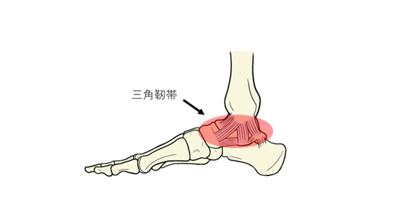 足関節を構成する靭帯の三角靭帯の説明の画像