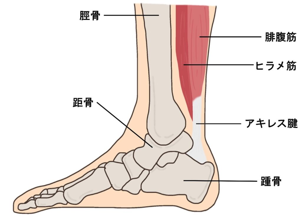 アキレス腱周囲炎の説明でアキレス腱の位置やその周囲の骨や筋肉の説明をしている絵