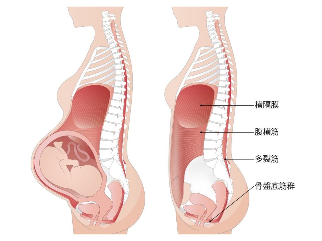 赤ちゃんがお腹の中にいる際の体の状態を示す画像