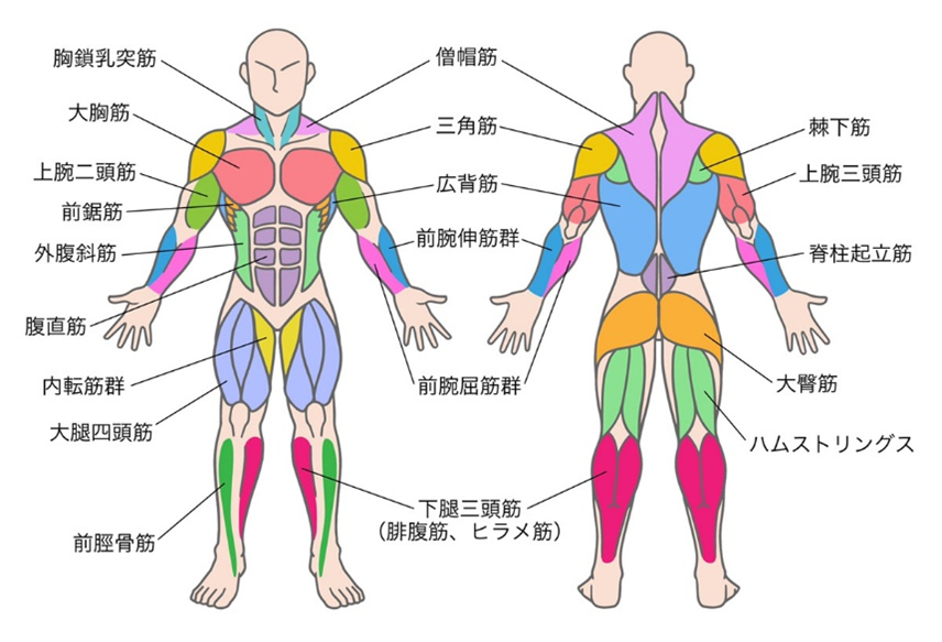 筋肉の詳細