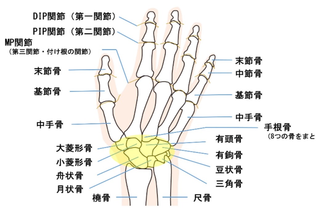 手の骨の構造