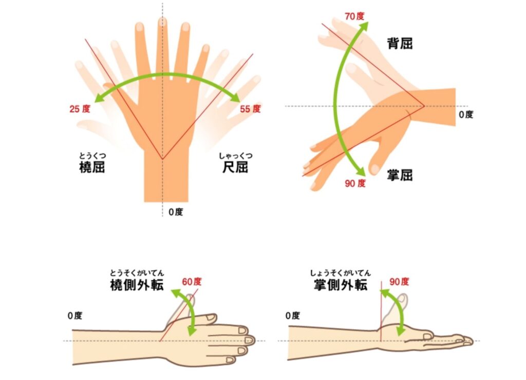 手首の関節の動き