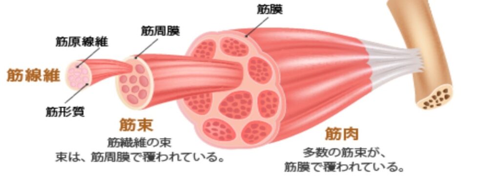 筋肉の構造のイラスト