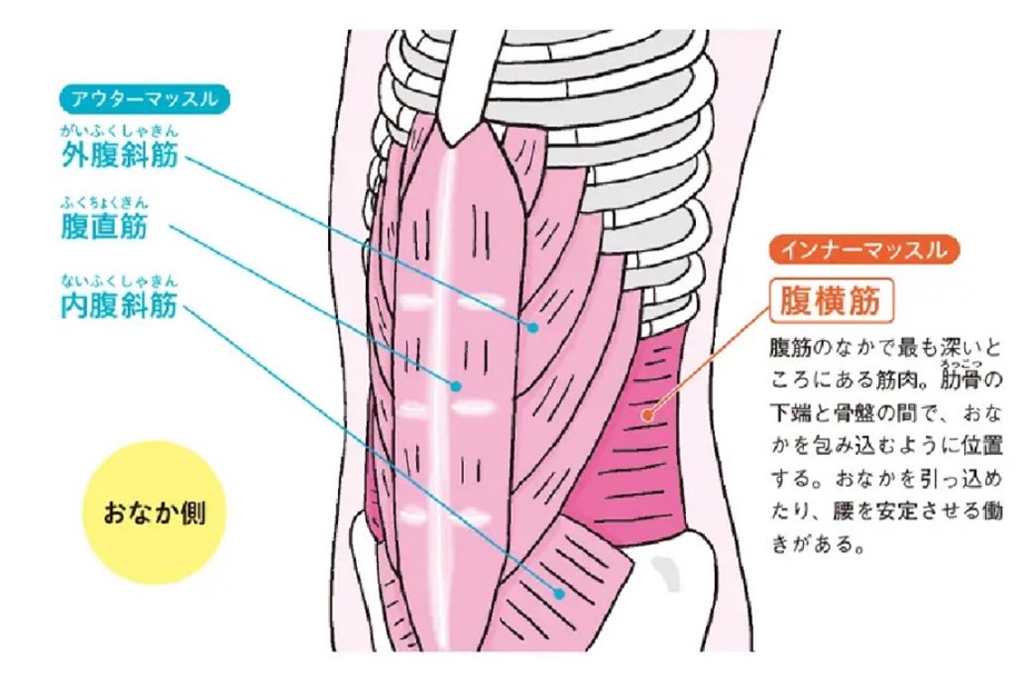 腹筋の構造のイラスト