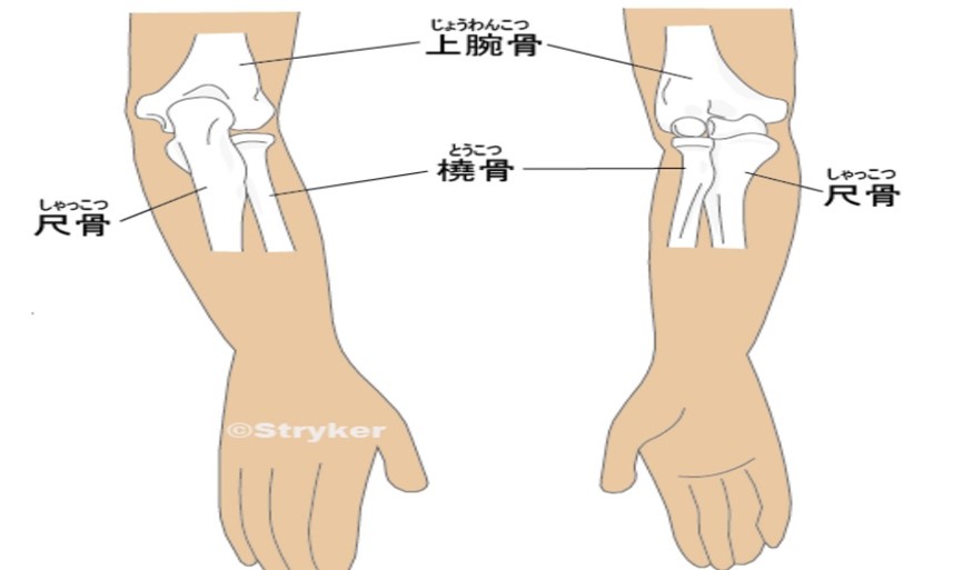 肘関節の構造の画像