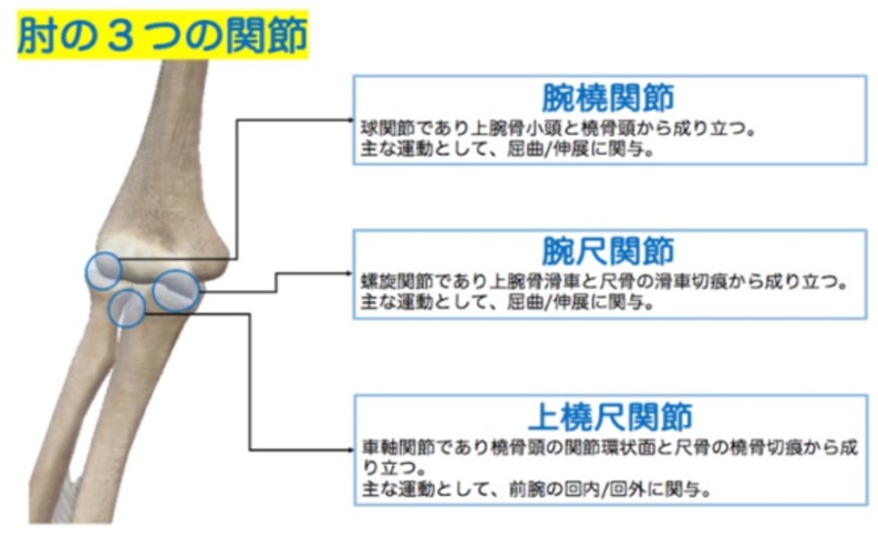 肘の関節の構造